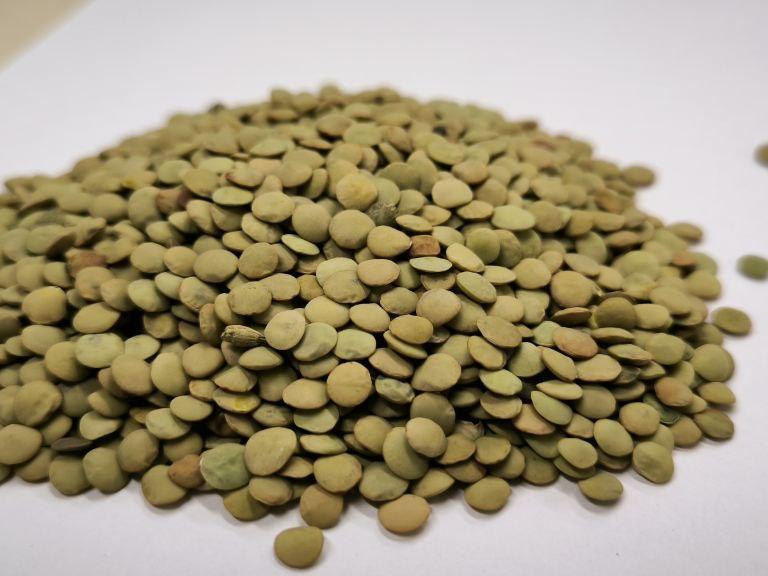 Фотография Продам Чечевицу зеленую