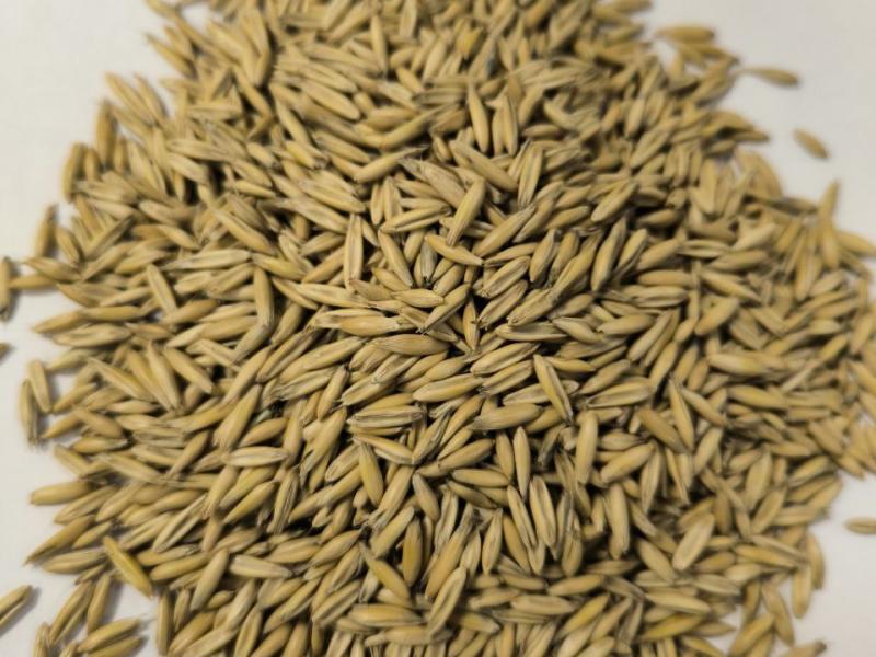 Фотография Продам Овес