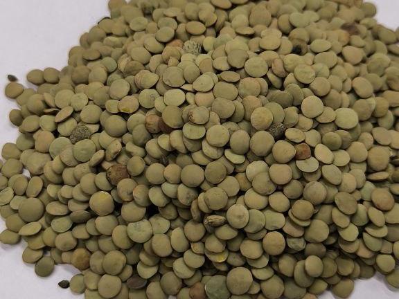 Фотография Зерно, Чечевица зелёная, Класс 1