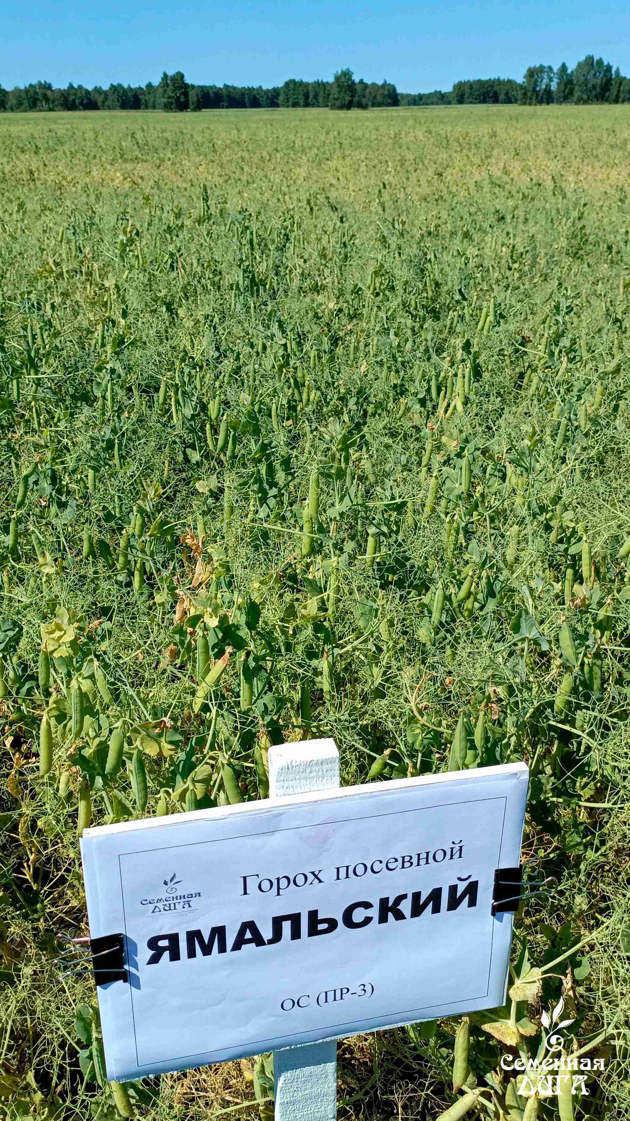 Фотография Семена гороха посевного сорт Ямальский