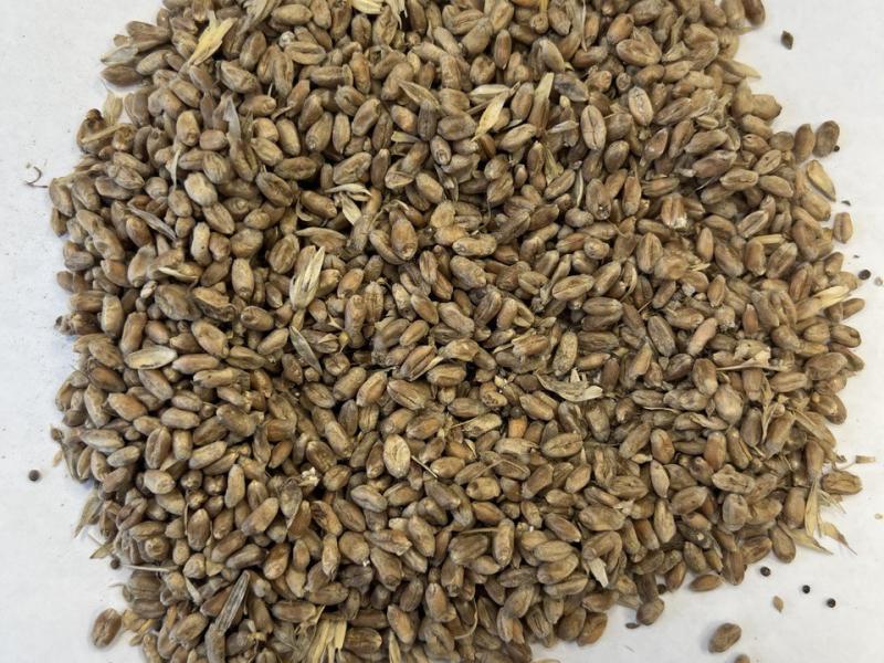 Фотография Продам пшеницу твердую