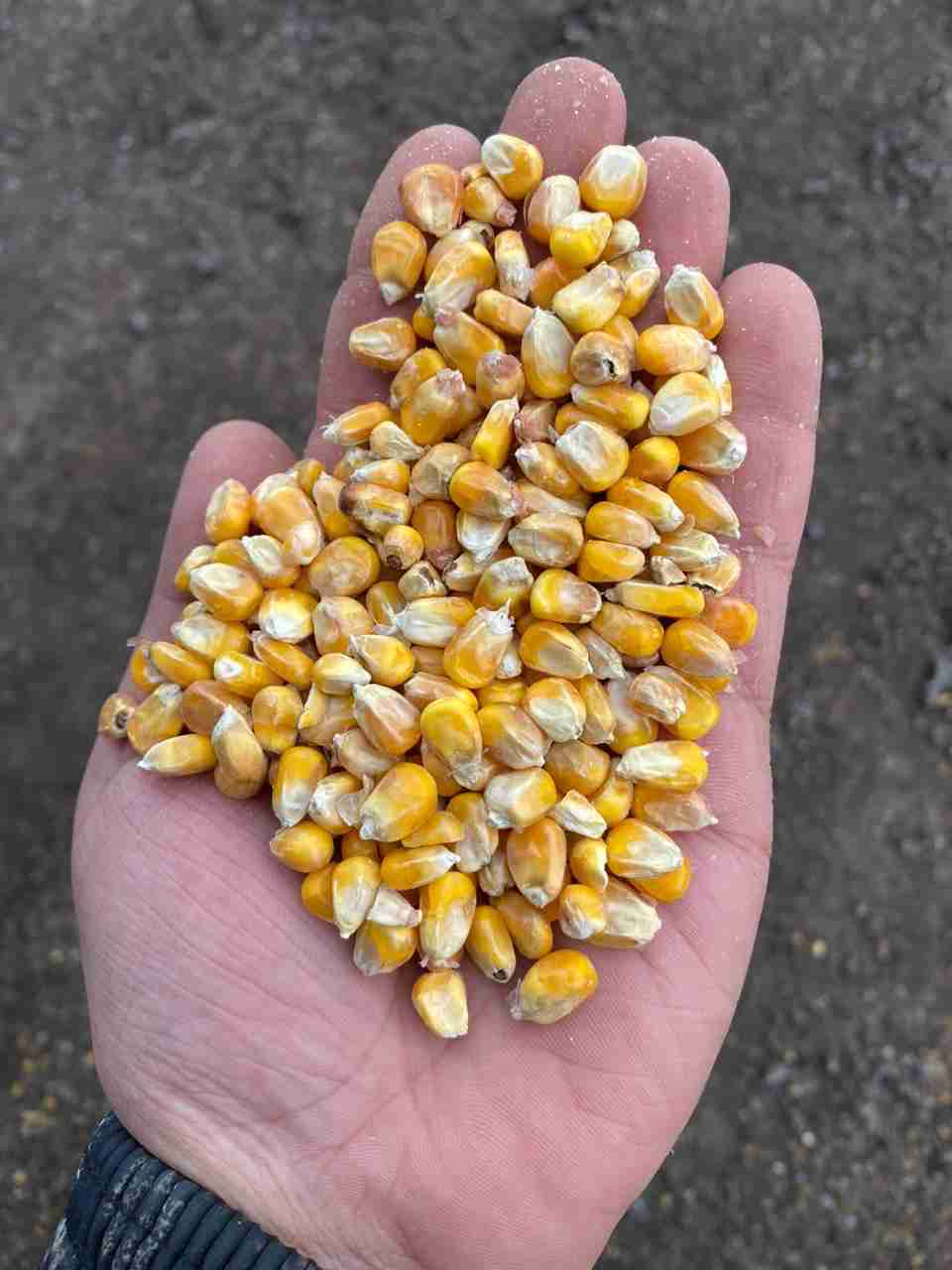 Главное изображение