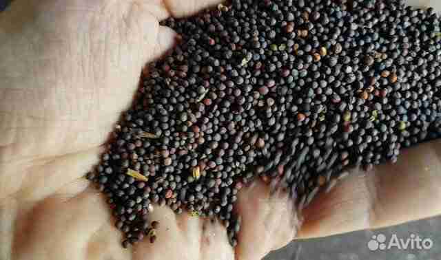 Фотография Семена рапса Форпост