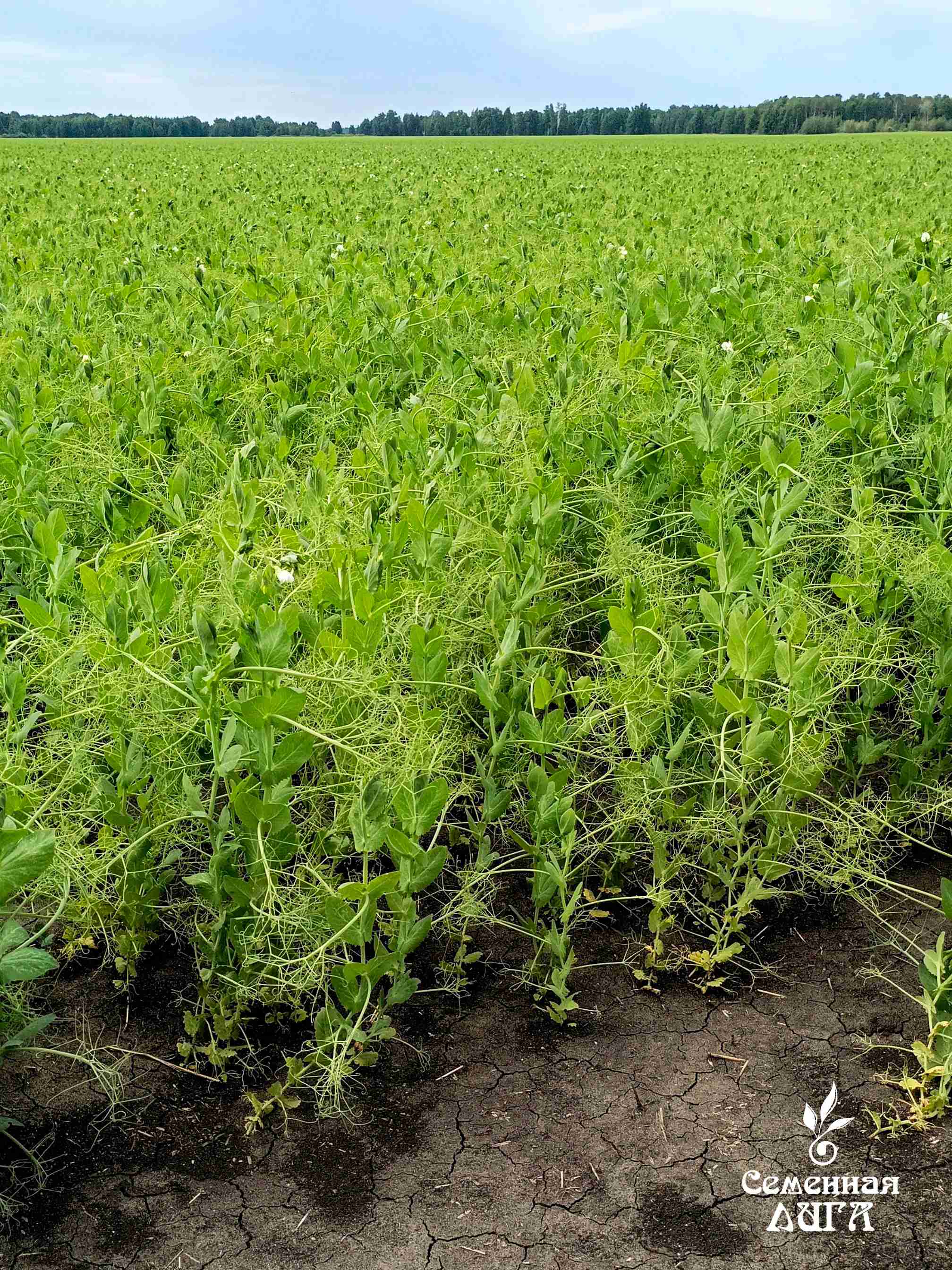 Слайдер справа