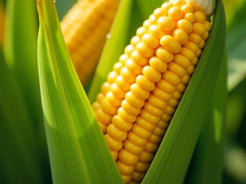 Фотография КУКУРУЗА на ЭКСПОРТ 40000тн