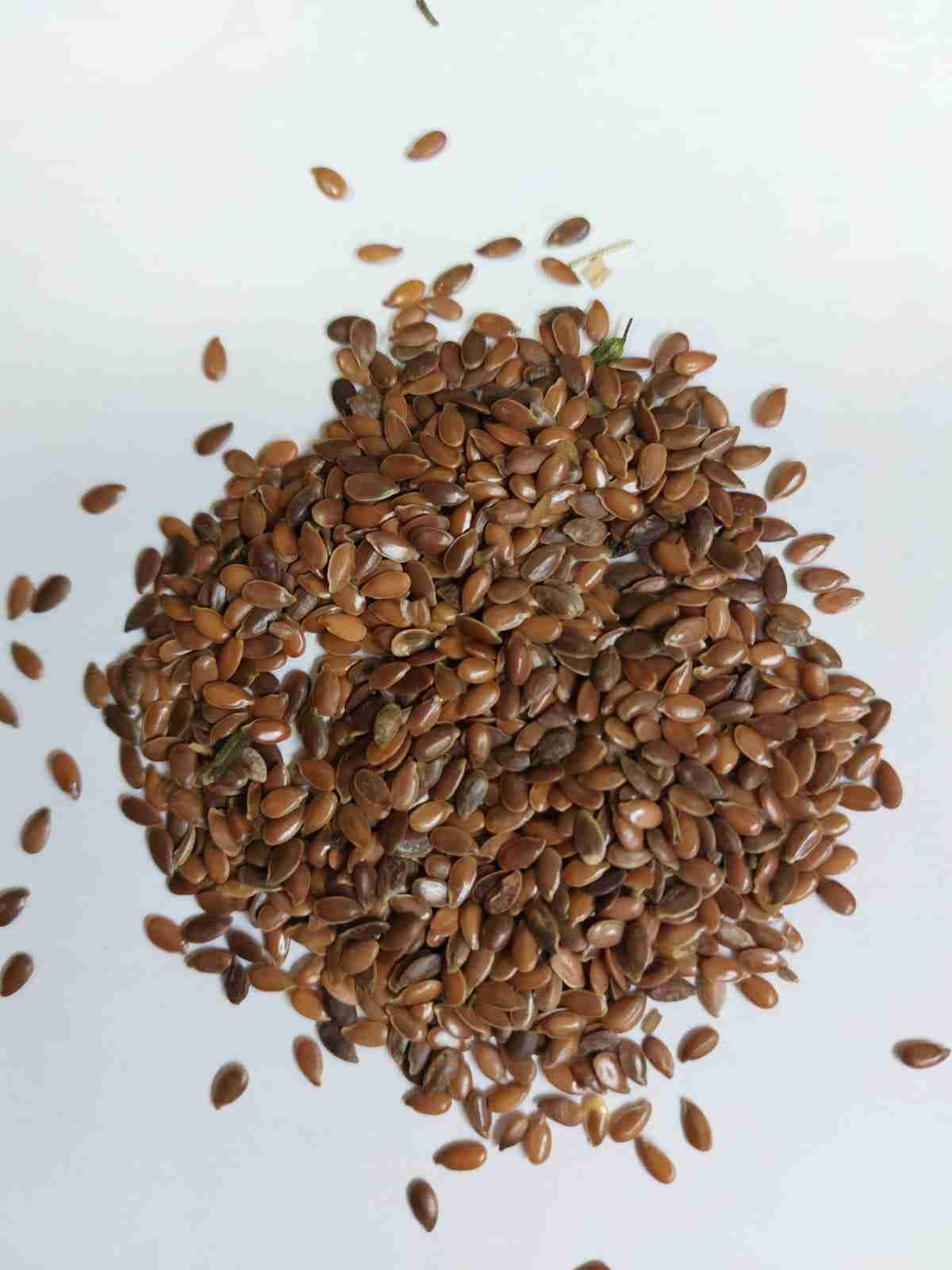 Фотография семена Льна