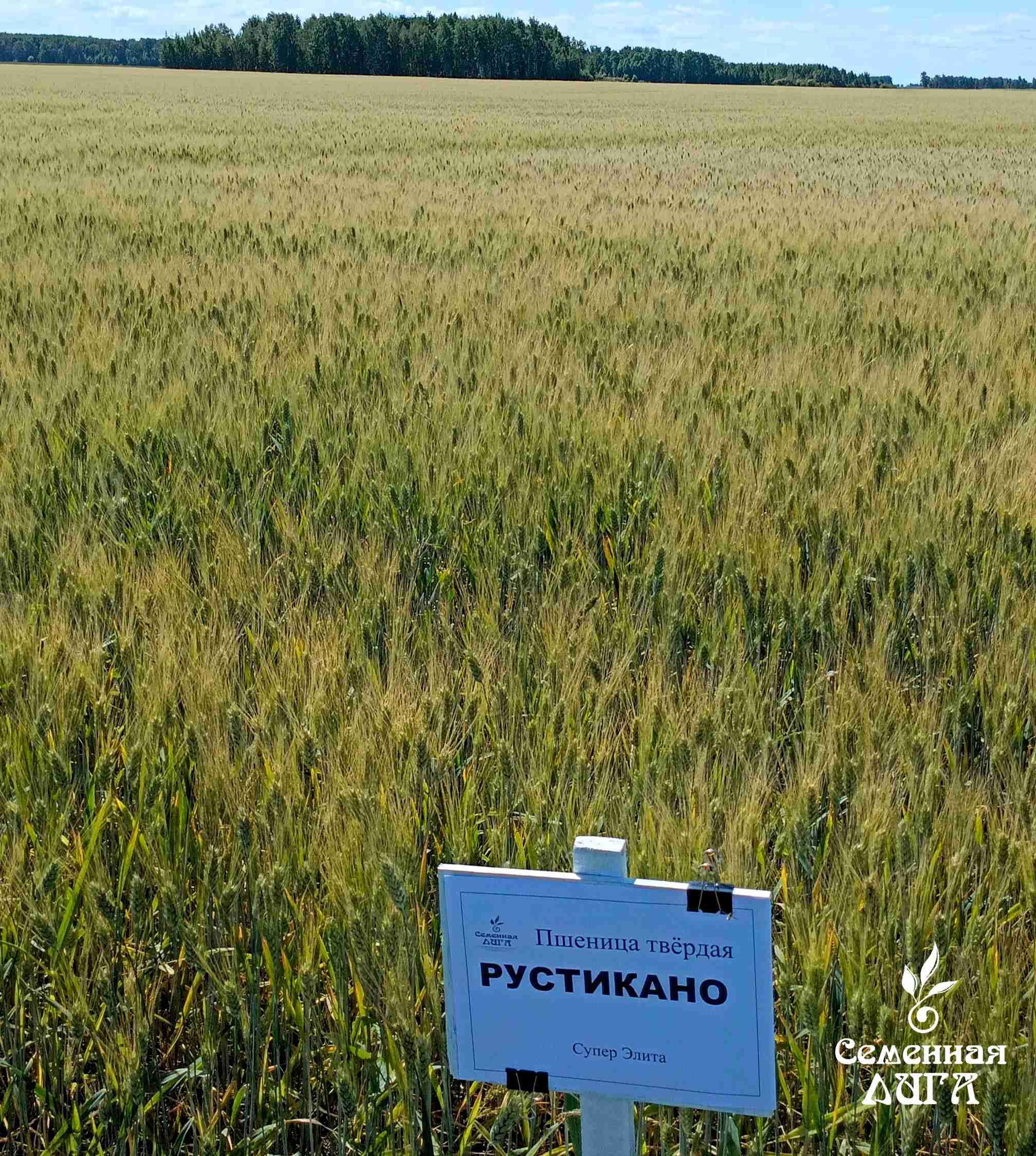 Фотография Семена пшеницы твердой яровой сорт Рустикано