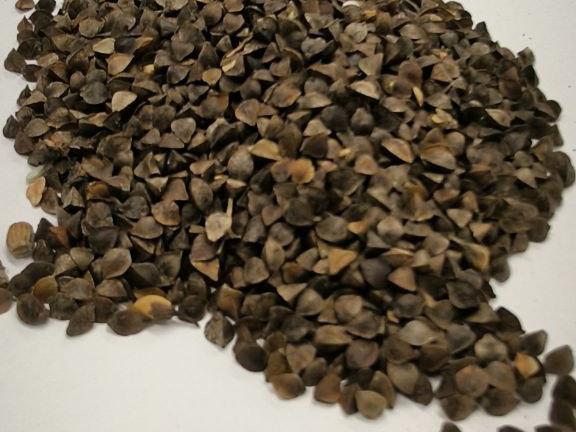 Фотография Продам гречиху с мониторингом