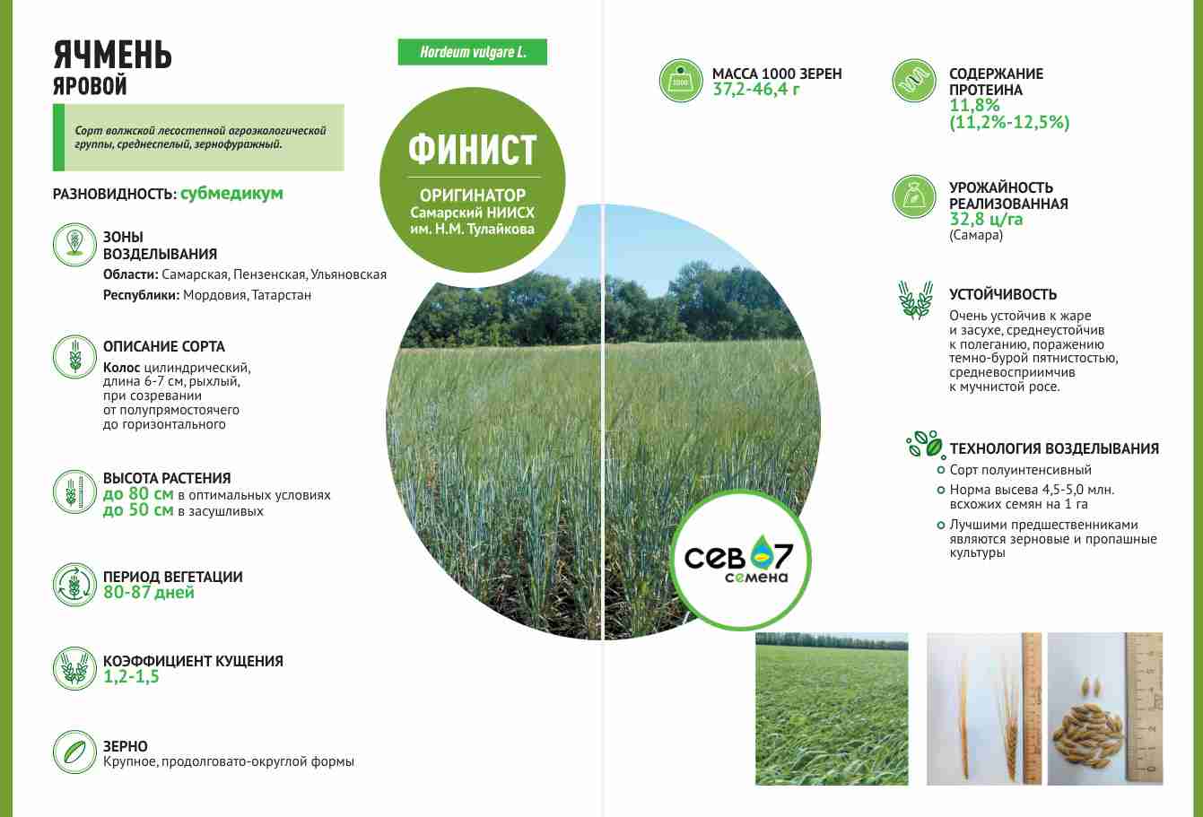 Фотография семена ячменя ярового Финист (элита)