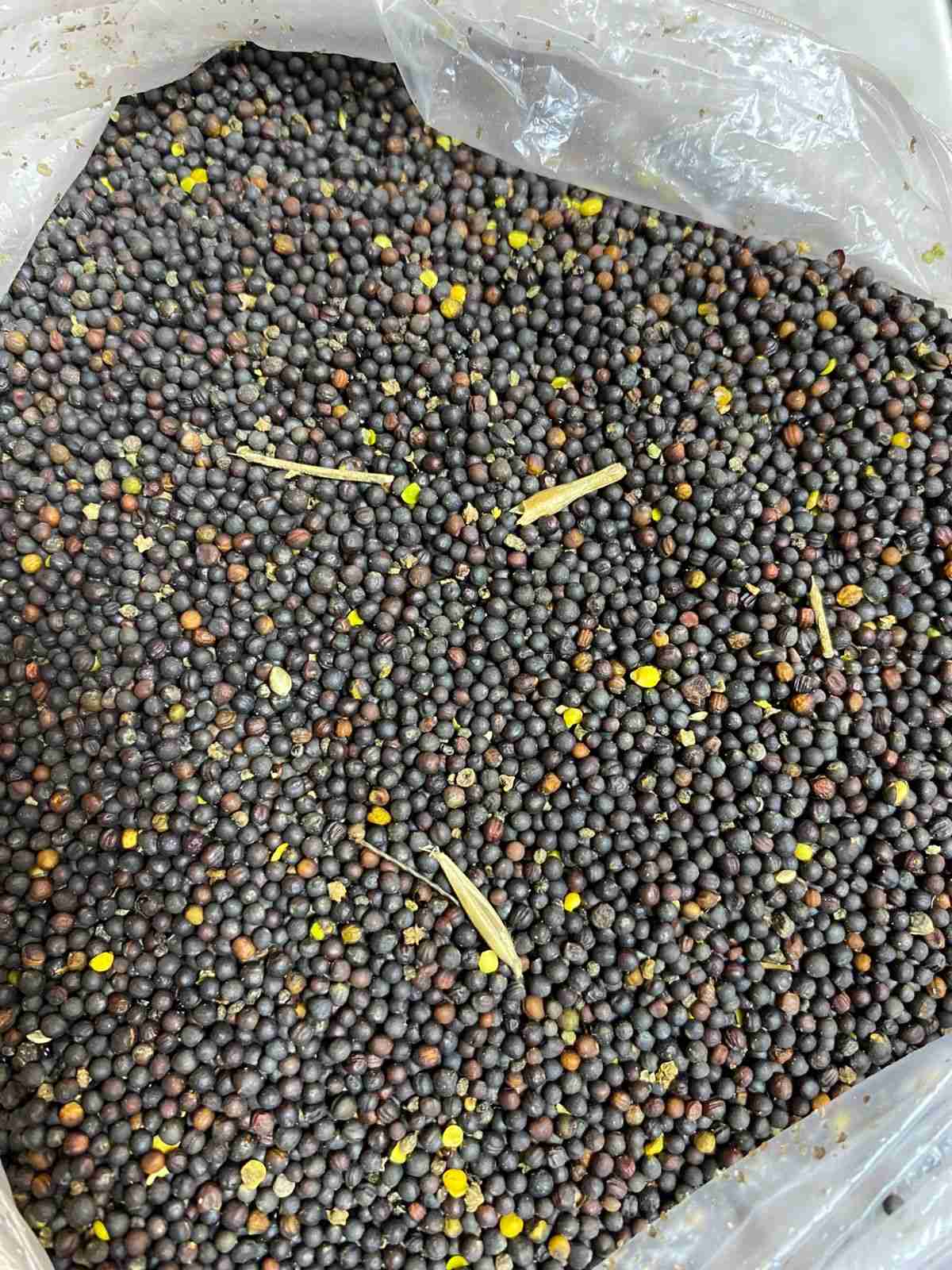 Фотография РАПС