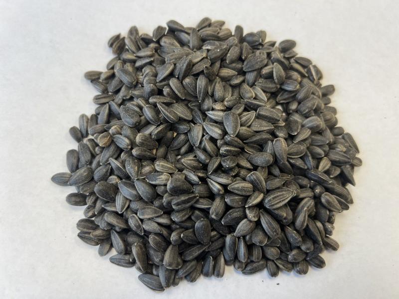 Фотография Зерно, Подсолнечник, Класс 1