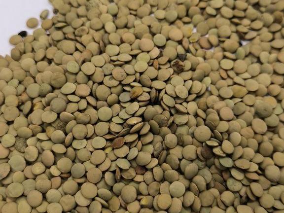 Фотография Продам Чечевицу зеленую