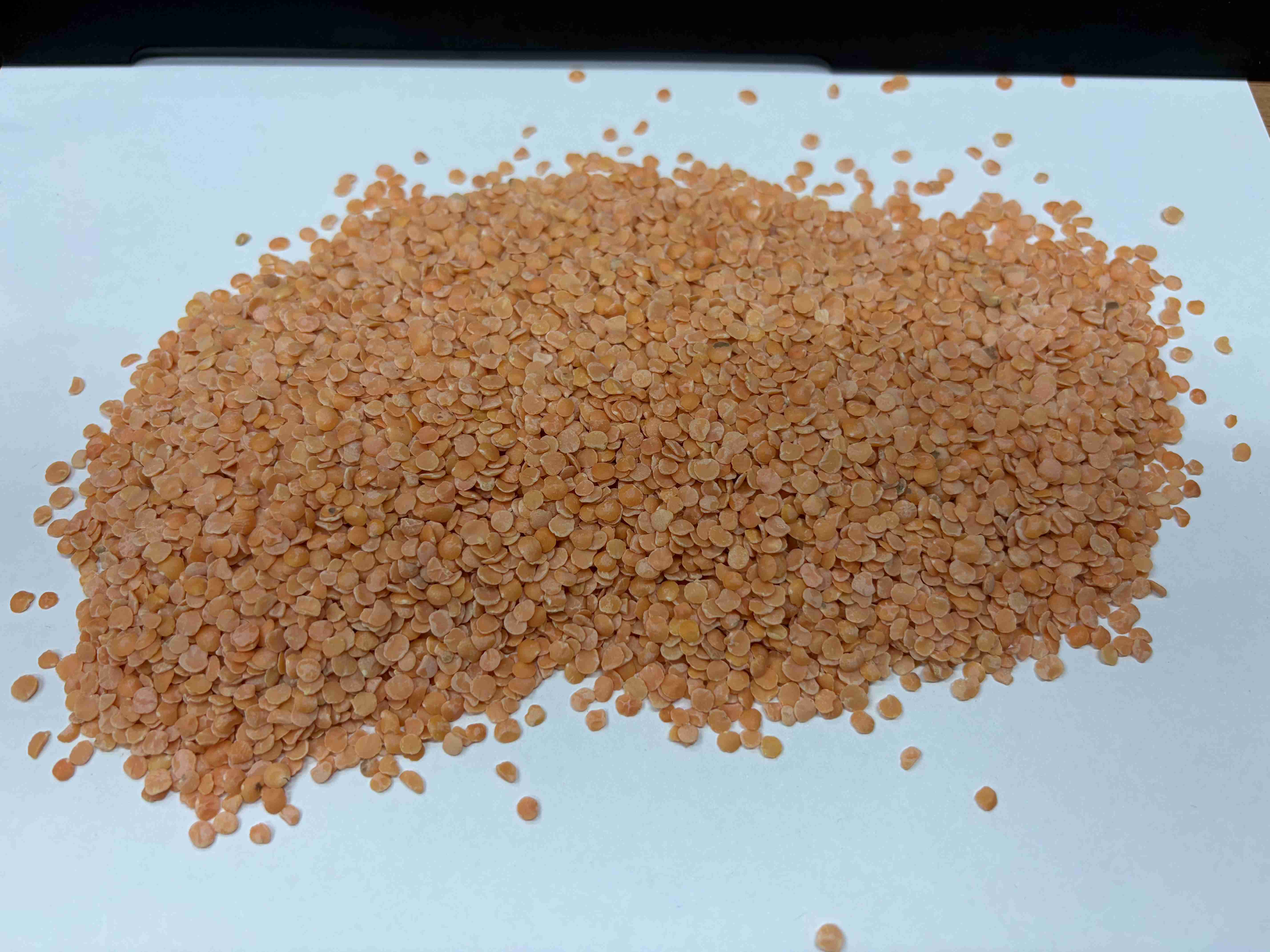 Фотография Чечевица красная "Лепесток"