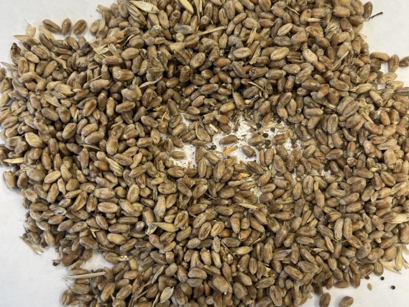 Фотография Пшеница фуражная