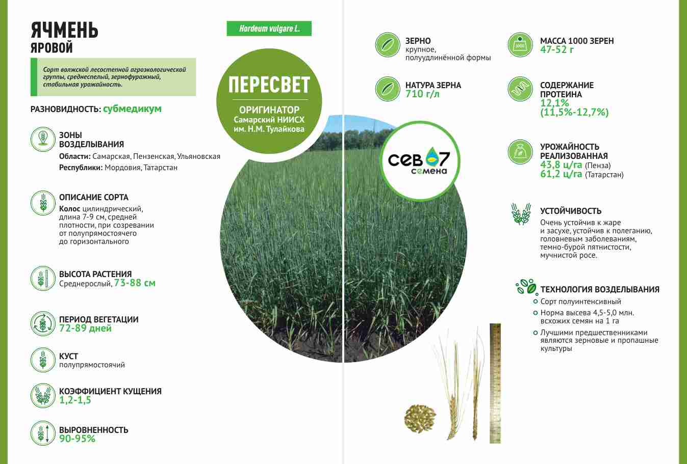 Фотография семена ячменя ярового Пересвет