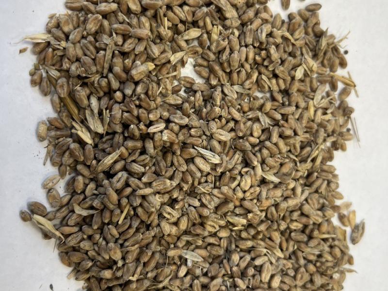 Фотография Зерно, Пшеница твёрдая, Класс 5