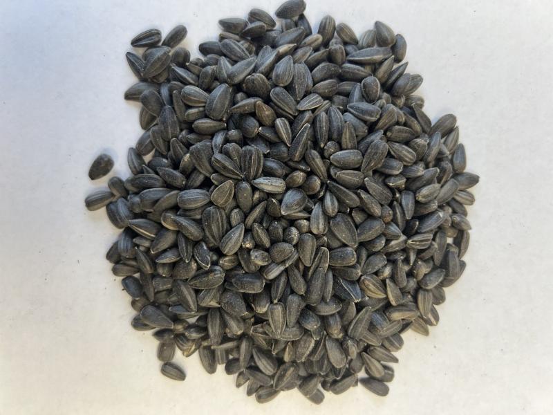 Фотография Подсолнечник масленичный, от 100 т