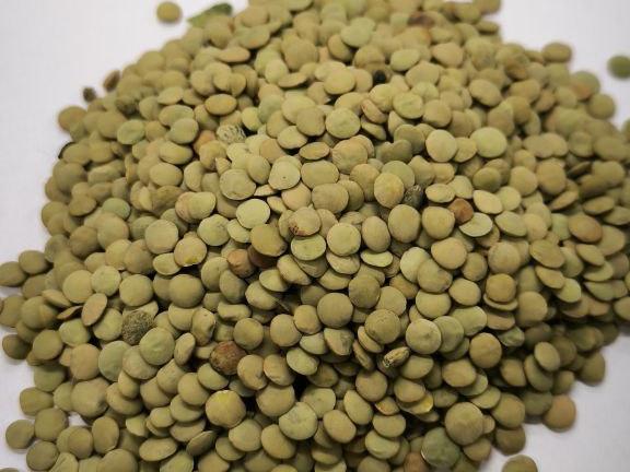 Фотография Зерно, Чечевица зелёная, Класс 1