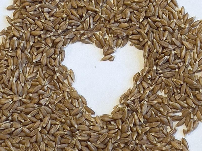 Фотография Зерно, Полба, Класс 1