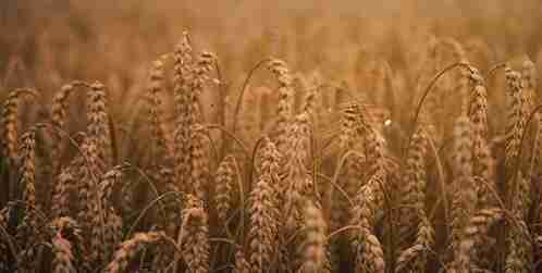 Фотография Зерно фуражное.