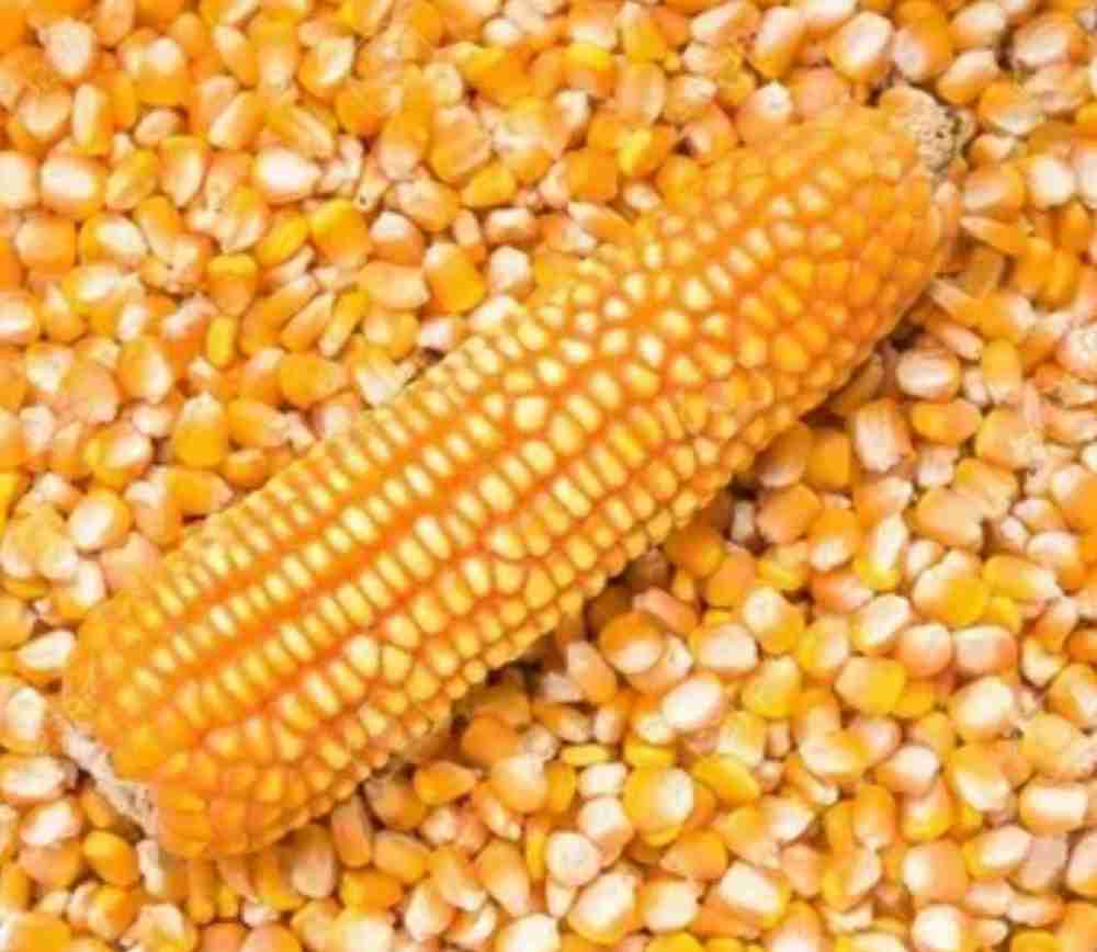 Фотография Продам Кукурузу