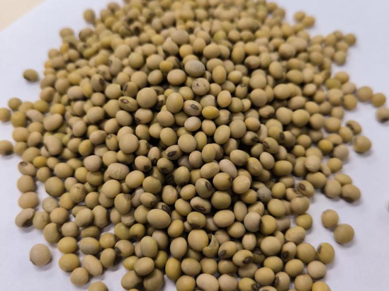 Фотография Зерно, Соя, Класс 1