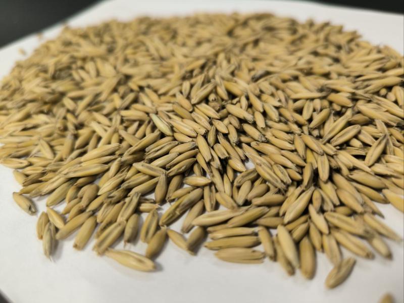 Фотография Зерно, Овёс, Класс 1