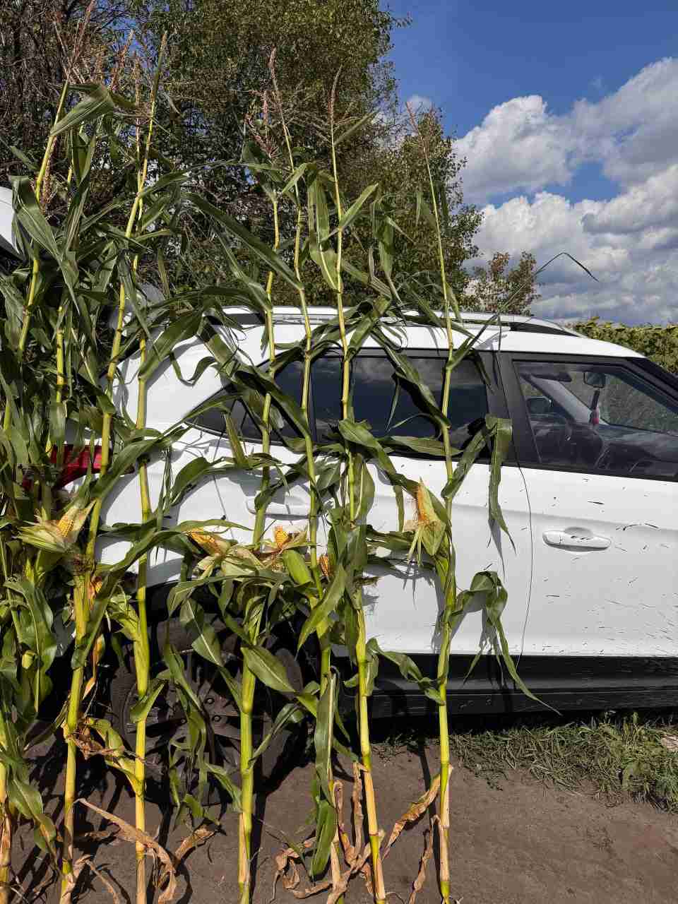Главное изображение