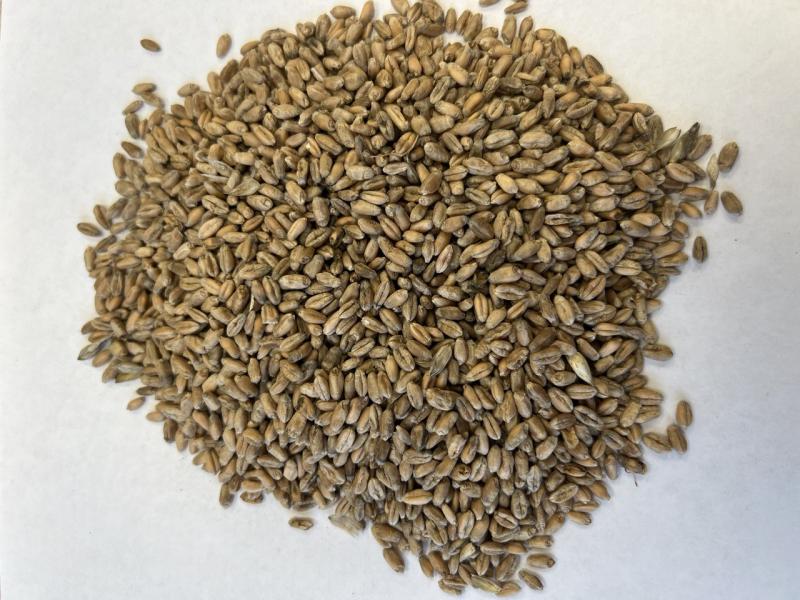 Фотография Пшеница твердая, 3 класс, ГОСТ