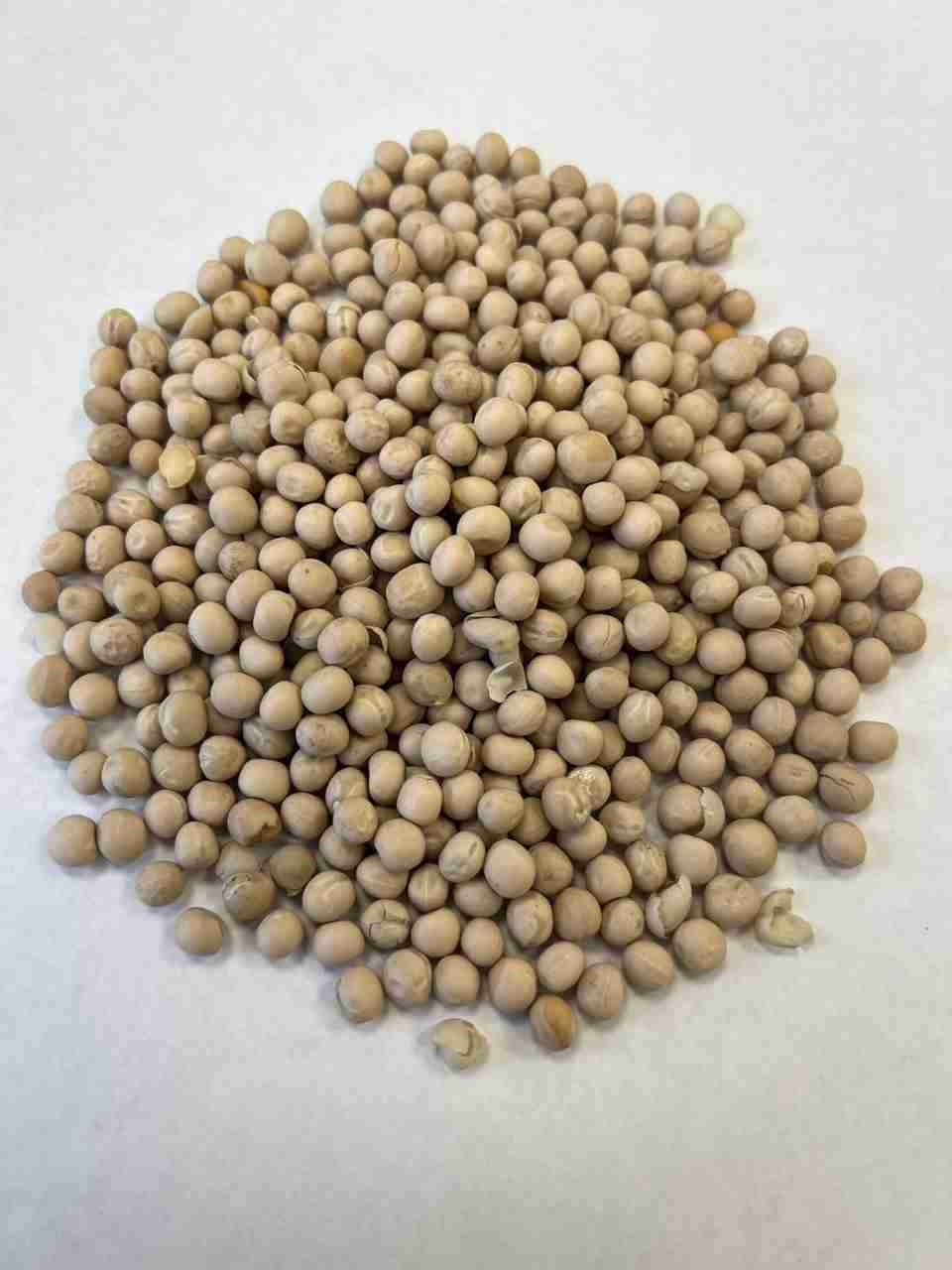 Фотография семена гороха