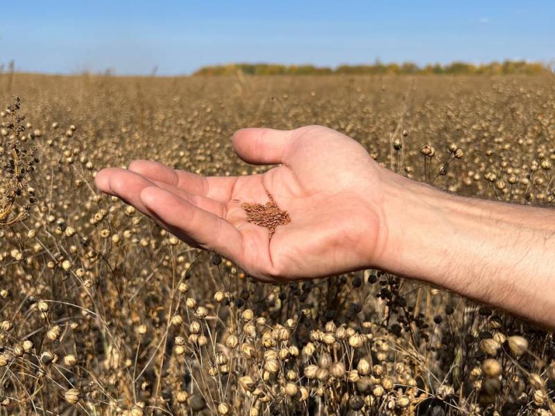 Фотография Продам семена льна ФЛИЗ