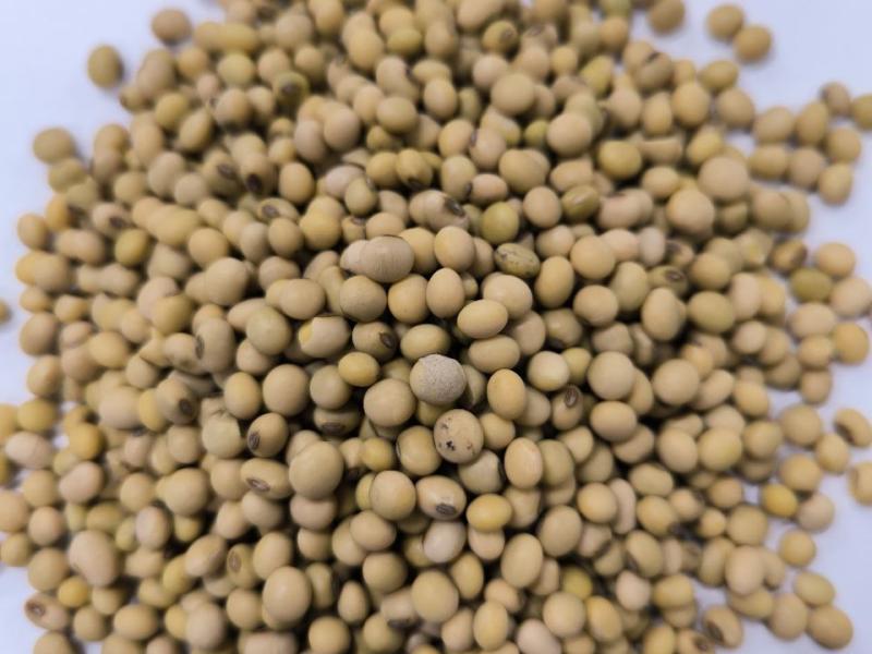 Фотография Зерно, Соя, Класс 1