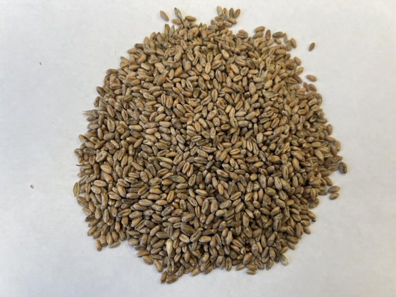 Фотография Зерно, Пшеница твёрдая, Класс 1