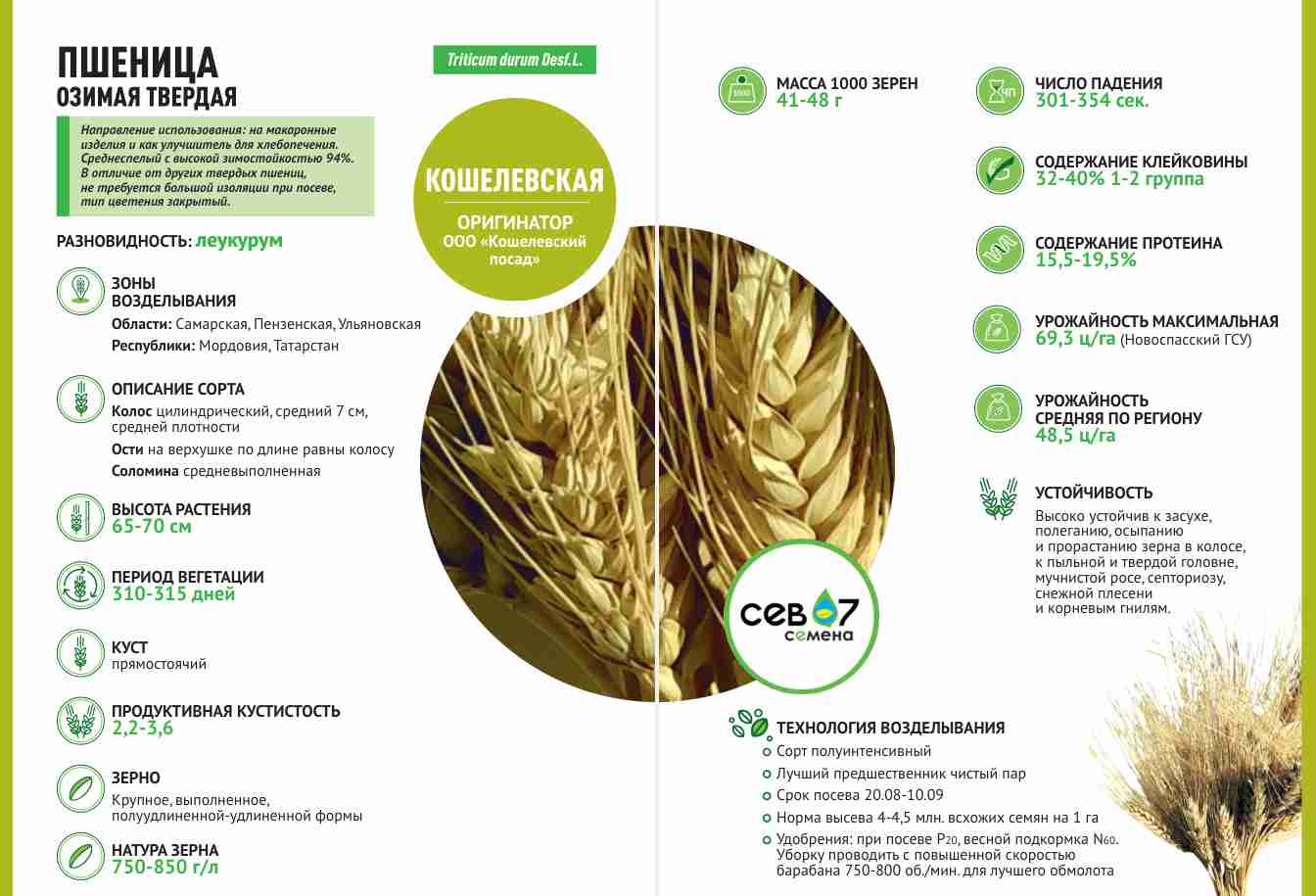 Фотография семена озимой твёрдой пшеницы Кошелёвская (элита