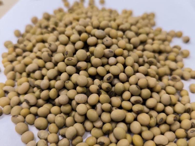 Фотография Реализую сою