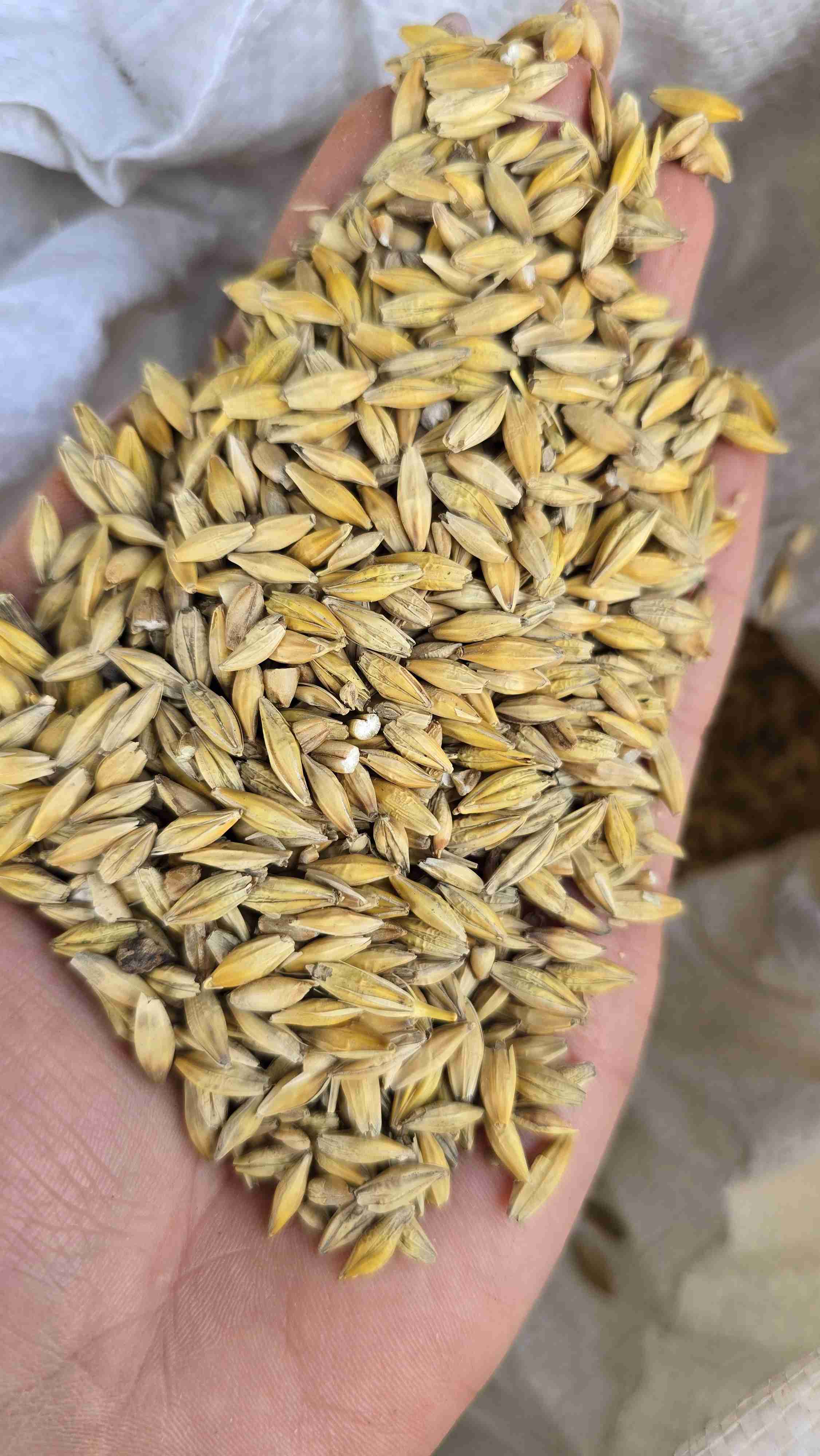 Фотография Закупаем ЗЕРНООТХОДЫ