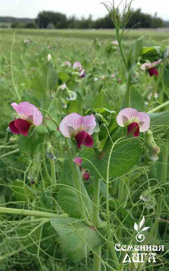 Главное изображение