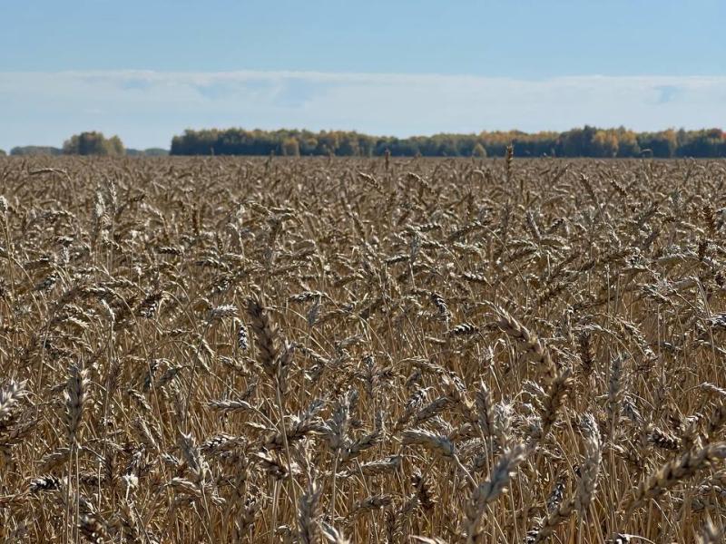 Фотография Продам пшеницу