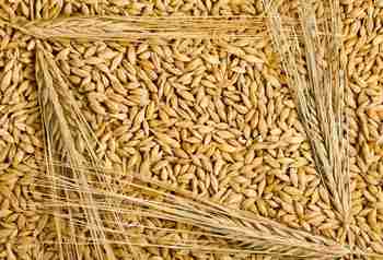 Фотография Куплю ЯЧМЕНЬ Класс 2