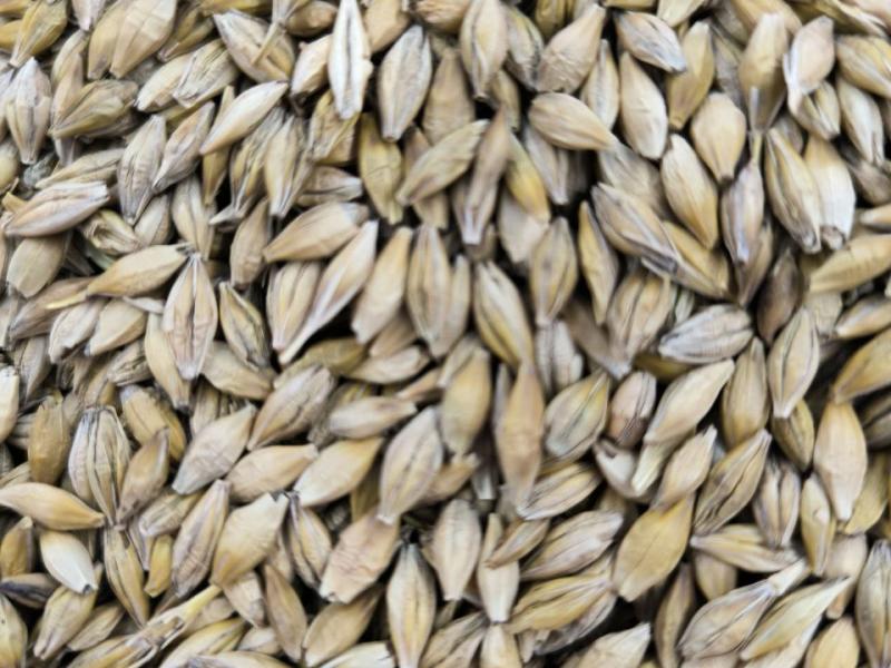 Фотография Продам ячмень