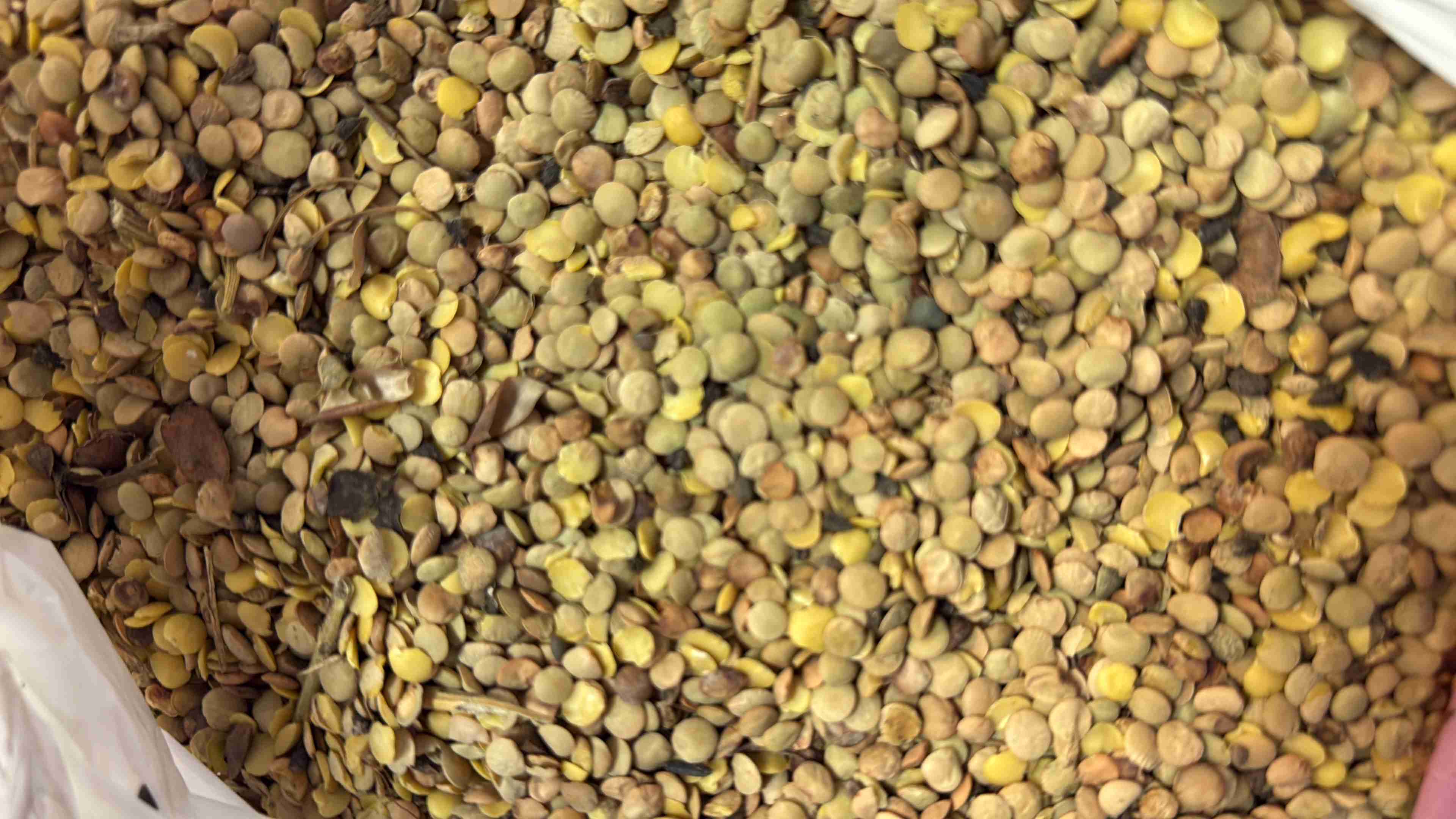 Фотография Отходы гороха и чечевицы