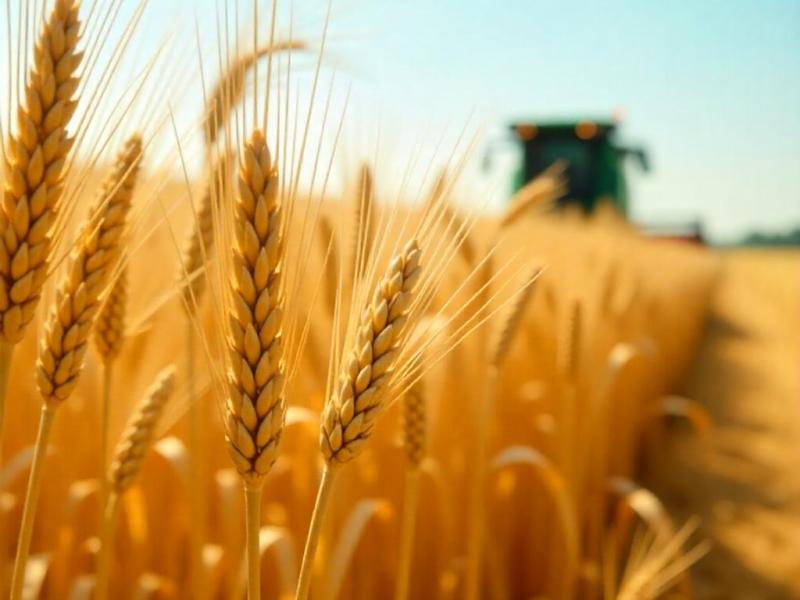 Фотография СХТП реализует пшеницу 3 класс , работаем с НДС, базис отгрузки Брянская область, рп.Навля