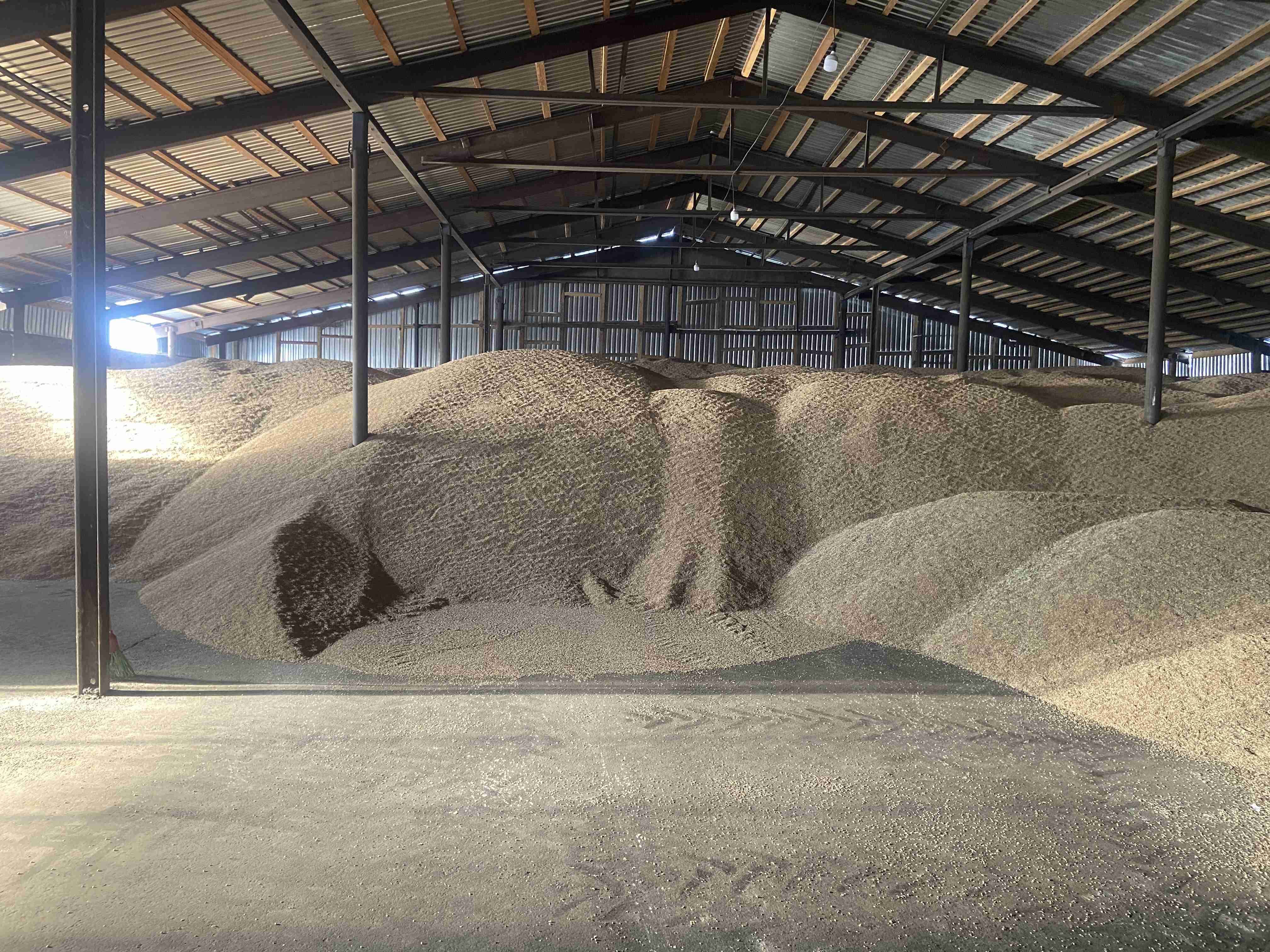 Фотография Семена пшеницы яровой «Буран РС-3»