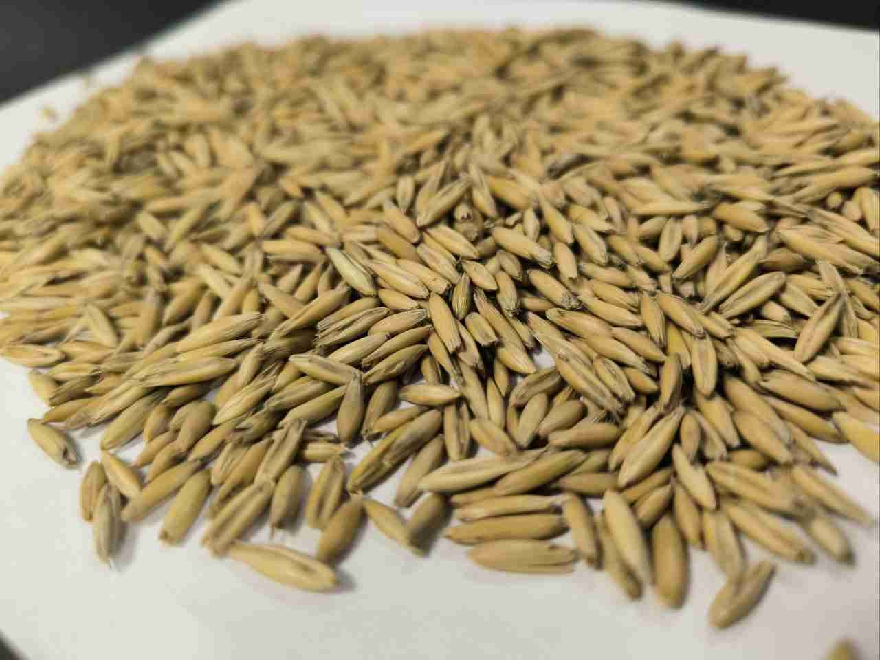 Фотография Зерно, Овёс, Класс 3