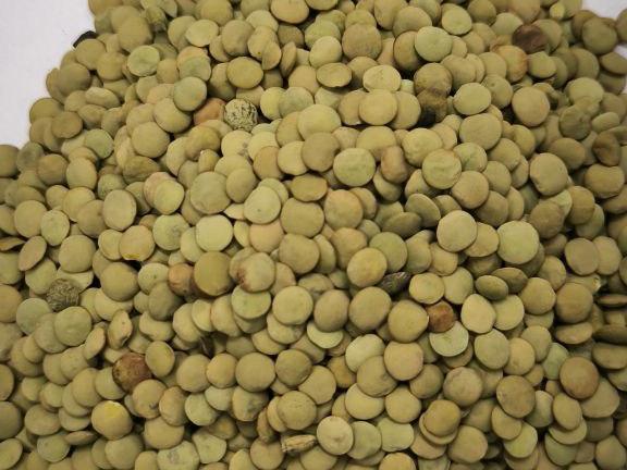 Фотография Чечевица зеленая