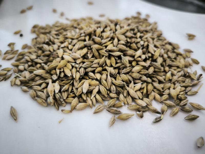 Фотография Зерно, Ячмень, Класс 3