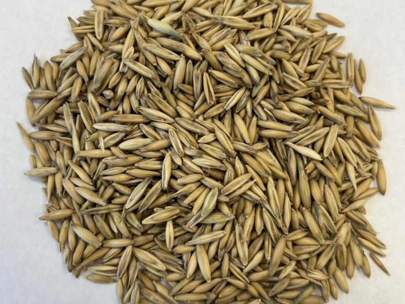 Фотография Продам Овес