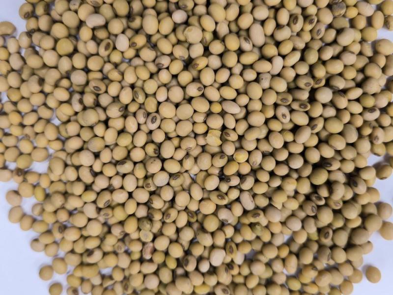 Фотография Куплю Сою