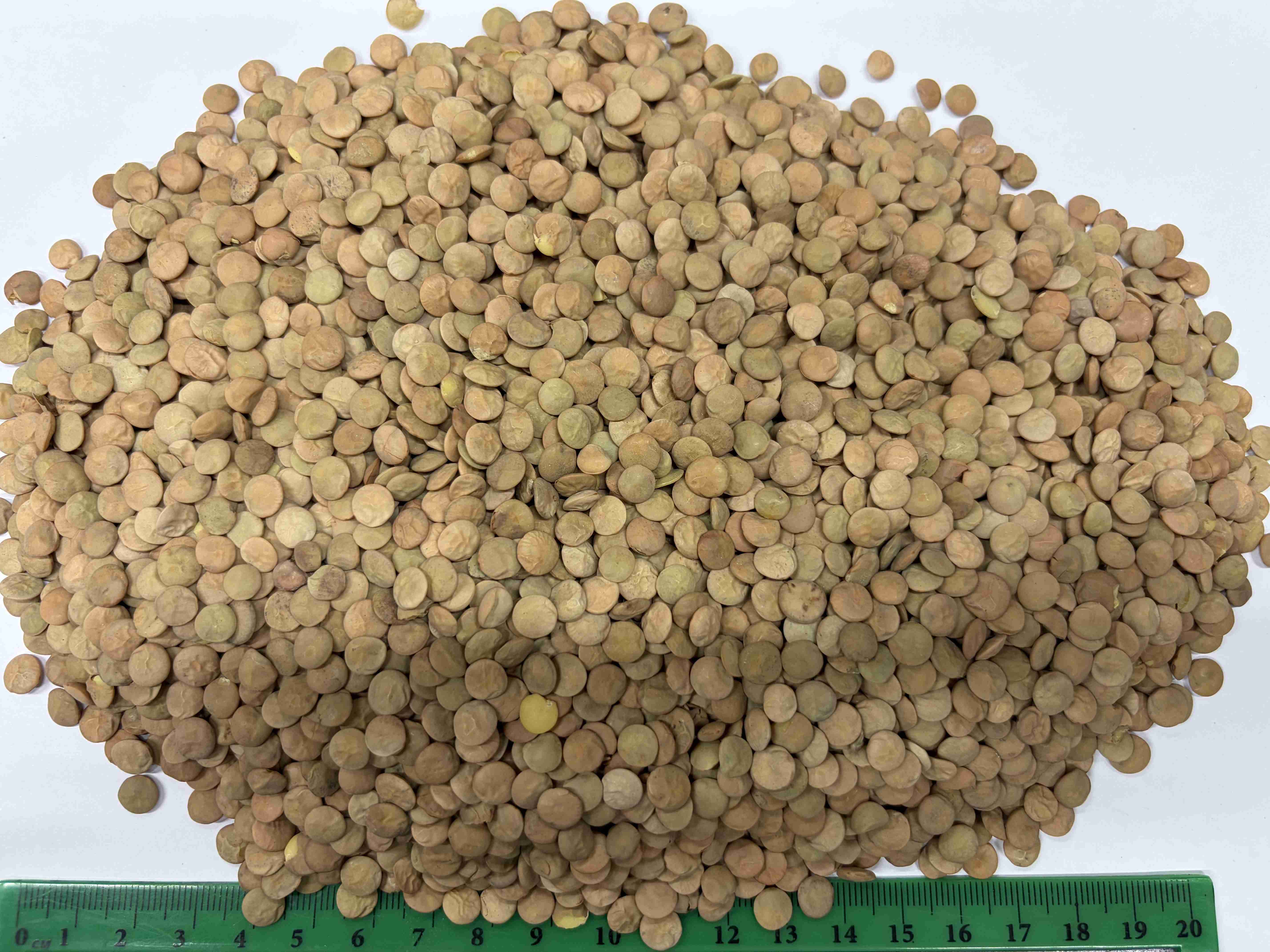 Фотография Чечевица зеленая тарелочная продовольственная