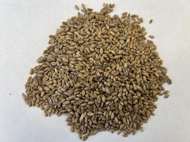 Фотография Куплю пшеницу 3 класса